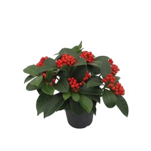 Skimia japońska (Skimmia O Berries) - don. 12 cm