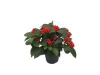 Skimia japońska (Skimmia O Berries) - don. 12 cm