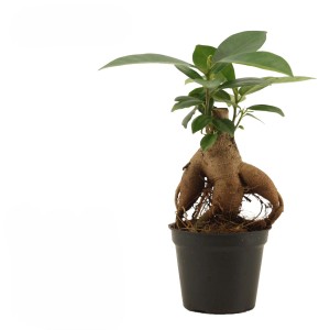 Kompaktowy Ficus Ginseng jako roślina doniczkowa w czarnej doniczce.