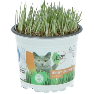 GROW by OBI trawa dla kota w doniczce, zielone źdźbła. Pokarm dla kota.