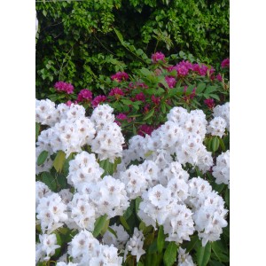 Kwitnąca roślina t.b.t. z białymi i różowymi kwiatami w ogrodzie.