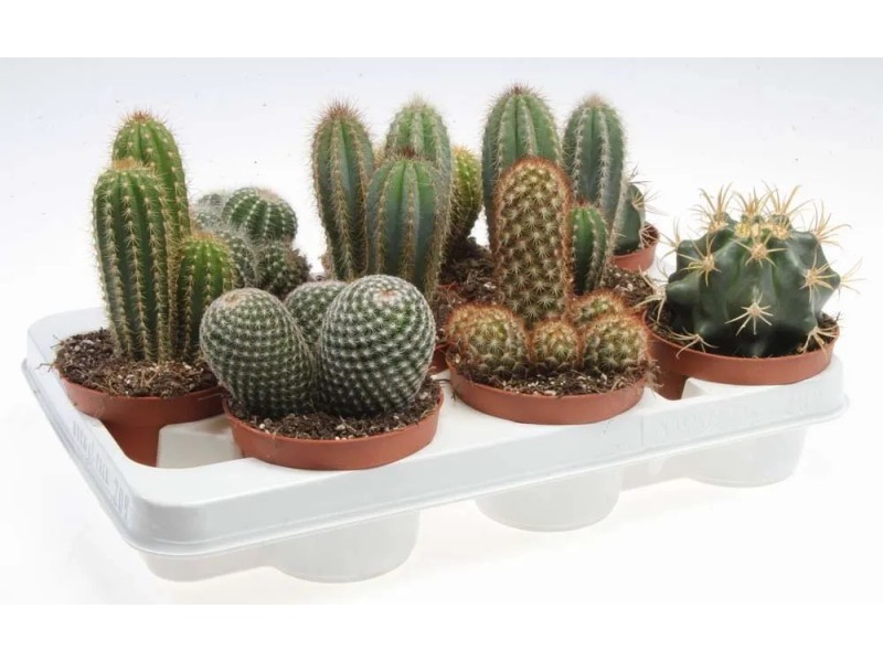Kaktus (Cactus) mix don. 10,5 cm kupuj w OBI