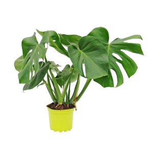 Zielona Monstera w żółtej doniczce. Dekoracyjna, duża roślina doniczkowa.