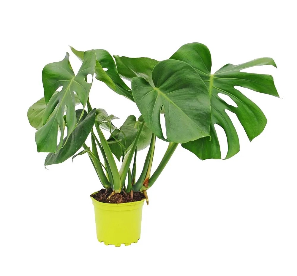philodendron black cardinal Philodendron Black Cardinal XL starter plant **(ALL plants require you to  purchase ANY 2 plants!)** main image 0