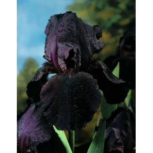 Ciemny kwiat irysa, zbliżenie. Elegancka cebulka kwiatowa do ogrodu.