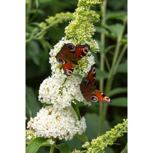 Motyle na białym kwiecie rośliny doniczkowej t.b.t.