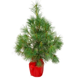 Mała zielona sosna Sosna w czerwonej doniczce, idealna jako dekoracja stołu.