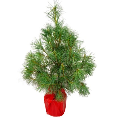 Sosna Himalajska, wys. 80-100 cm, don. C7,5