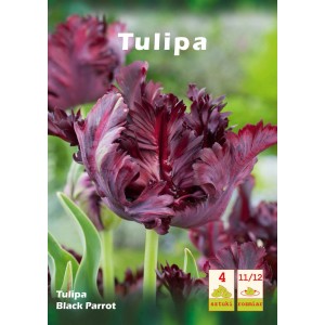 Tulipan 'Black Parrot', ciemny, postrzępiony kwiat, cebulka.