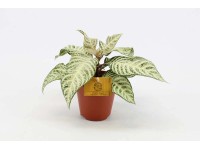 Aphelandra White Wash - wys. 20-25 cm