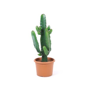 Zielony kaktus w doniczce, idealny do pokoju i biura.