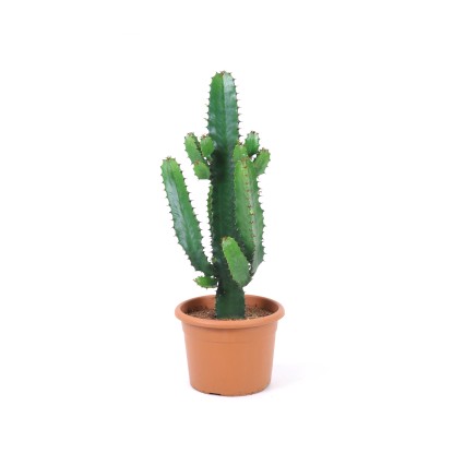 Wilczomlecz (Euphorbia lactea)