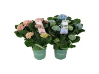 Hortensja (Hydrangea magical revolution) mix  don. 14 cm