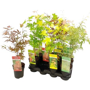 Różne klony klonu w doniczkach, różne kolory liści.