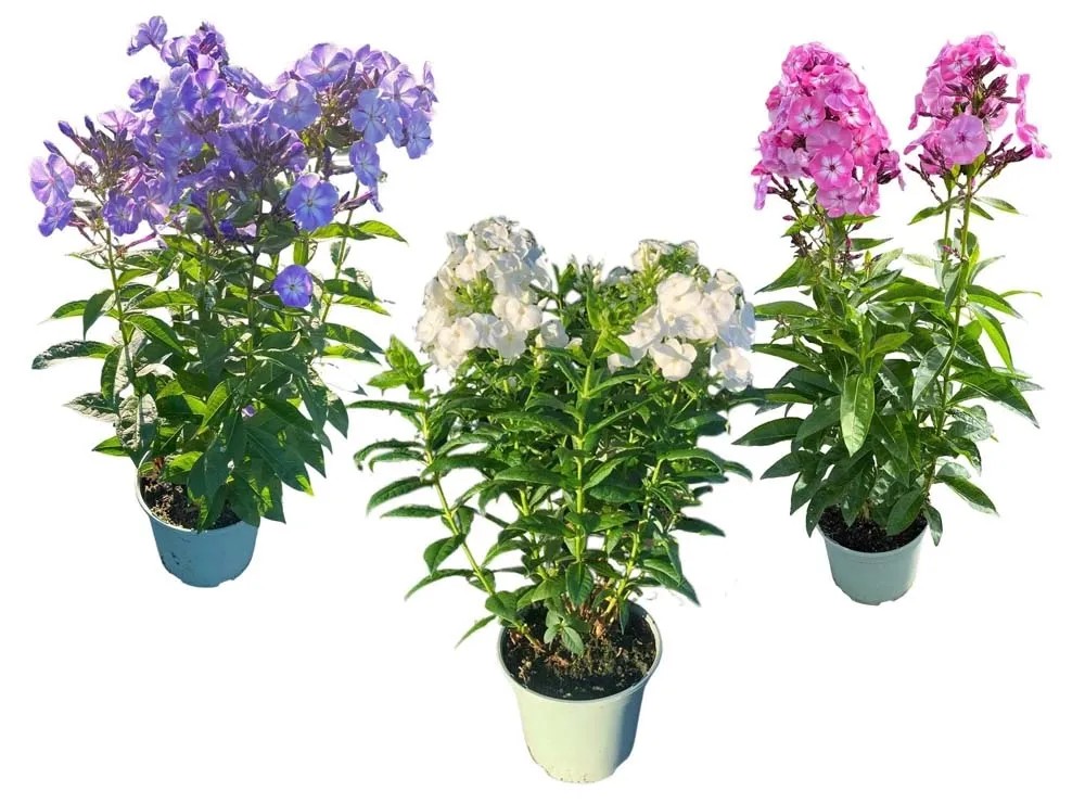 Ewers 9040, phlox, 122-128: Buy Online at Best Price in UAE