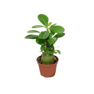 t.b.t. Roślina doniczkowa w brązowej doniczce z zielonymi liśćmi.