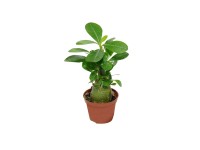 Róża pustyni (Adenium Obesum) miniaturowa don. 6cm