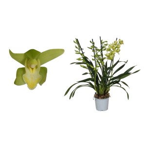 Kwitnąca roślina t.b.t. w doniczce, zielone kwiaty i liście.