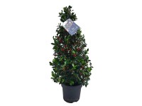 Ostrokrzew (Ilex Blue Maid) don. 28 cm