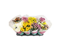 Chryzantema średniokwiatowa (Chrysanthemum sp.) mix don. 14 cm