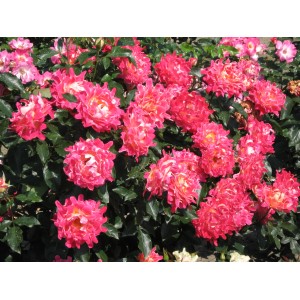 Bujna, różowa róża parkowa t.b.t. z gęstymi kwiatami i zielonymi liśćmi.