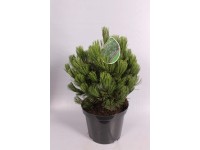 Sosna odmiany kolekcjonerskie don. 7,5-10l (Pinus sp.)