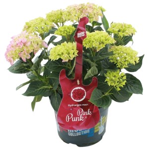 Hortensja ogrodowa (Hydrangea macrophylla Music Collection) don. 20 cm