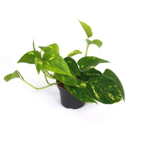 Roślina doniczkowa t.b.t. z zielono-żółtymi liśćmi w doniczce.