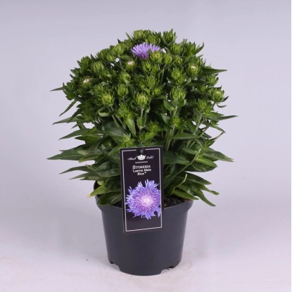 Stokesia leaves Mels blue Wys. 45-65cm don. 19cm