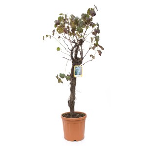 t.b.t. Dzikie wino w doniczce, młoda roślina z kilkoma liśćmi.