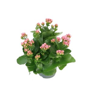 Różowa Kalanchoe (Żyworódka) w doniczce. Roślina doniczkowa z małymi, delikatnymi kwiatami.