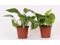 Epipremnum złociste (Epipremnum pinnatum Aureum) - don. 12 cm
