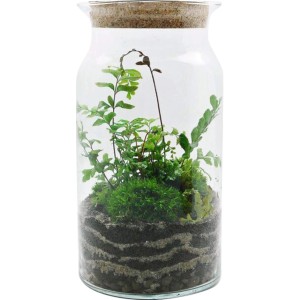 4Flower Paproć w zamkniętym słoju 28 cm mix