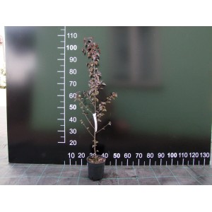 Młody krzew t.b.t. w doniczce. Idealny do ogrodu, na taras lub balkon.