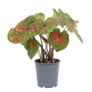 t.b.t. roślina kwitnąca z zielono-czerwonymi liśćmi w doniczce.