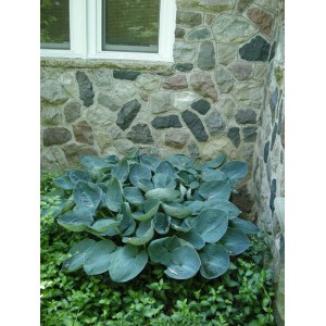 Funkia (Hosta) z niebiesko-zielonymi liśćmi na tle kamiennej ściany. Roślina ozdobna do ogrodu.