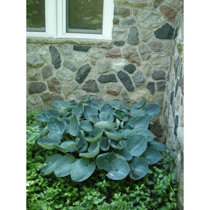 Funkia (Hosta Big Daddy) - 1 szt.