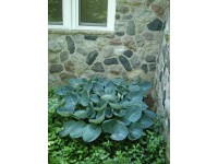 Funkia (Hosta Big Daddy) - 1 szt.