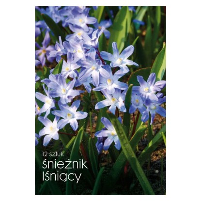 Śnieżnik lśniący - 12 szt.