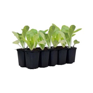 Młode rośliny w tacy: Sadzonki sałaty do ogrodu.