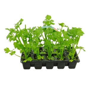 Seler naciowy (Apium graveolens) 10-pak