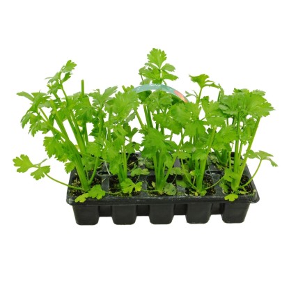 Seler naciowy (Apium graveolens) 10-pak