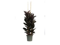 Fikus (Ficus elastica Beliza) - wys. 200 cm, don. 40 cm