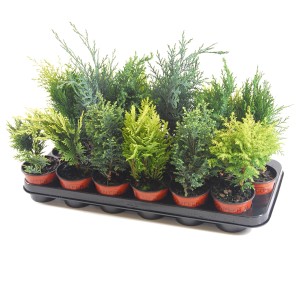 Różne małe drzewa iglaste (t.b.t.) w doniczkach na tacy.