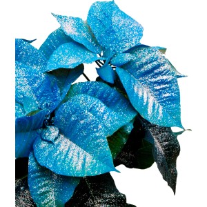 Niebieska gwiazda betlejemska z brokatem, świąteczna dekoracja na Boże Narodzenie.