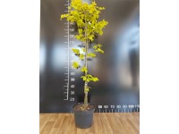 Buk pospolity Fagus wys. 140-160 don. 5L