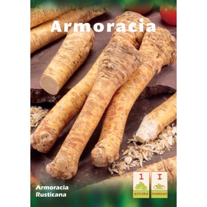 Kilka korzeni chrzanu pospolitego odmiany Armoracia Rusticana, świeże i gotowe do przetworzenia.