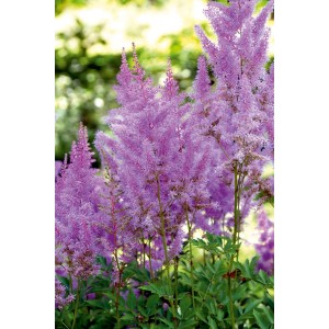 Tawułka (Astilbe Amethyst) 1 szt.