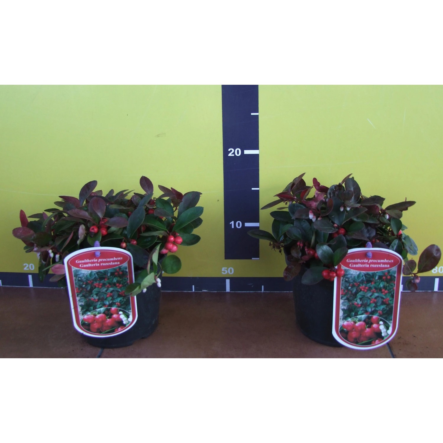 Golteria rozesłana (Gaultheria procumbens) kupuj w OBI