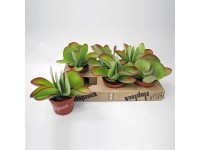 Kalanchoe Thyrsiflora Flapjack wys. 20-30 don. 13cm